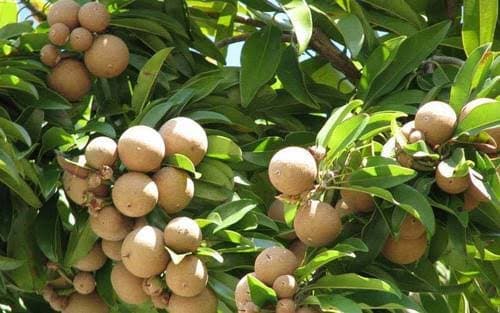 peaches on the tree