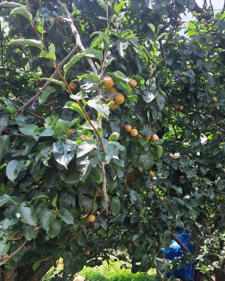 Ripe peaches on the tree